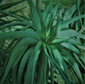 Aloe vera