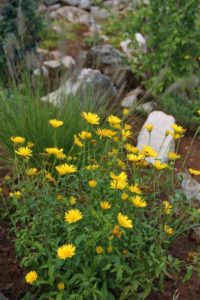 Calendula